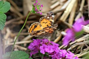 American Painted Lady on Lantana, July 20 2014, by Michelle Sharp
