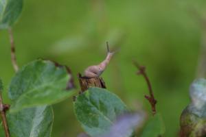 Slug, August 13 2014, by Michelle Sharp