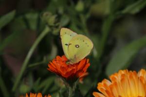 Sulphur on English Marigold, Aug 14 2014, by Michelle Sharp