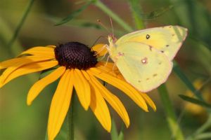 Sulphur, August 1 2014, by Michelle Sharp