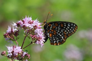 Baltimore Checkerspot, by Michelle Sharp