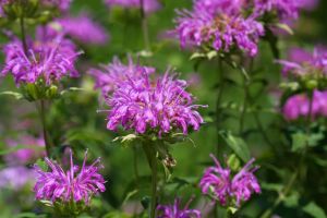 Bee Balm flower