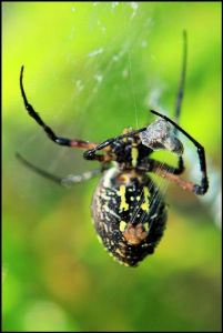 Black and Yellow Garden Spider