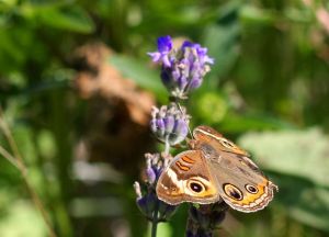 Buckeye Butterfly Junonia coenia