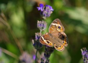 Buckeye Butterfly, Junonia coenia