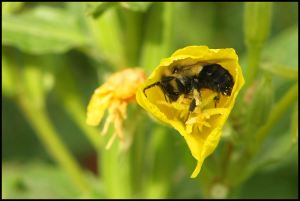 Bumblebee In Flower