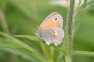 Common Ringlet, June 20 2014, by Michelle Sharp