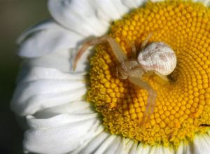 Crab Spider - Xysticus sp