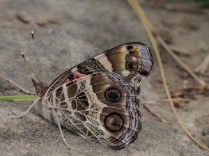 American Painted Lady, July 3 2014, by Bonnie