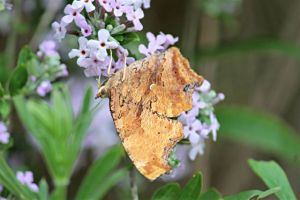 Eastern Comma on Buddleia Alternifolia, June 24 2014 by Michelle Sharp