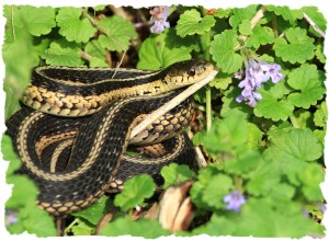 Eastern Garter Snake, June 10 2014, by Ron Rowan