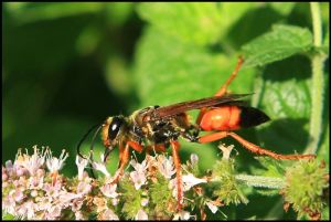 Great Golden Digger Wasp