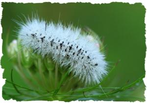 Hickory Tussock Moth caterpillar, Aug 12 2014, by Ron Rowan