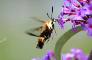 Hummingbird Clearwing Moth, July 31 2014, by Ron Rowan