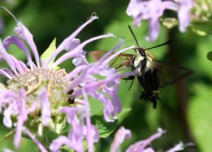 Hummingbird Clearwing Moth