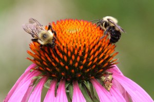 Jagged Ambush Bug, by Michelle Sharp