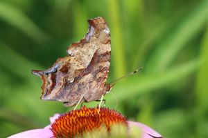 Question Mark on Purple Cone Flower, July 15 2014, by Michelle Sharp