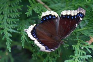 Mourning Cloak on Cedar, June 30 2014, by Michelle Sharp