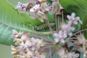Monarch Caterpillar, July 6 2014, by Michelle Clark