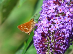 Leonard Skipper, by Michelle Sharp