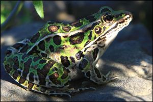 Leopard Frog
