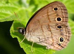 Little Wood Satyr Butterfly - Megisto cymela