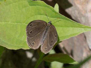 Little Wood Satyr, June 21 2014, by Doug Welch