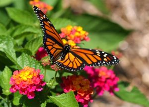 Monarch Butterfly on Lantana flower