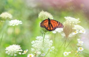 Monarch, July 31 2014, by Ron Rowan