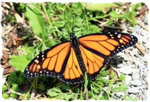 Monarch, July 31 2014, by Ron Rowan