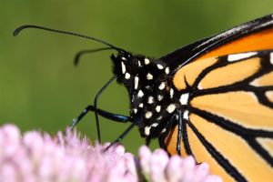 Monarch Butterfly Danaus plexippus