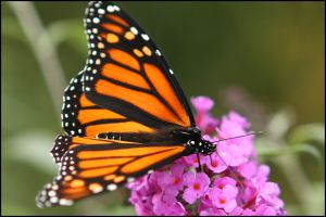 Monarch Butterfly, by Ron Rowan