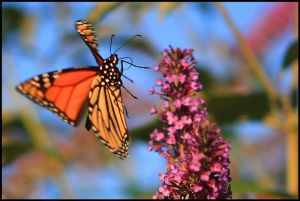 Monarch Butterfly