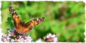 Painted Lady, July 31 2014, by Ron Rowan