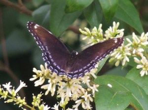 Red-spotted Purple on Privet -- July 8 2014, by Bonnie