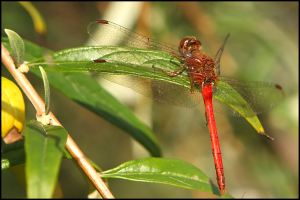 Ruby Meadowhawk Dragonfly, by Ron Rowan
