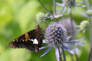 Silver Spotted Skipper on Thistle -- June 28 2014, by Michelle Sharp