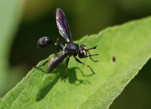 Thick-Headed Fly