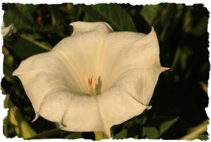Datura Flower, Aug 12 2014, by Ron Rowan