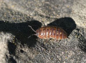 Woodlouse