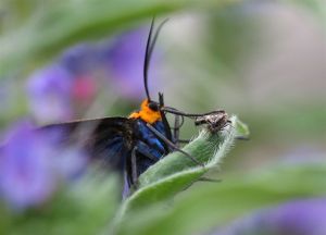 Yellow-collared Scape Moth