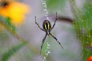 Banded Garden Spider, by Ron Rowan