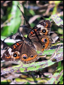 Common Buckeye