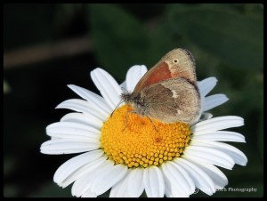 Common Ringlet