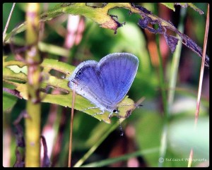 Eastern Tailed Blue