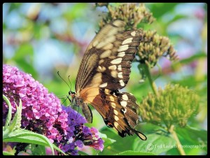 Giant Swallowtail