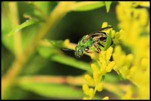 Green Metallic Bee, by Ron Rowan
