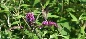 Hummingbird Moth, by Ron Rowan