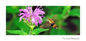 Hummingbird Moth