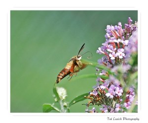 Hummingbird Moth
